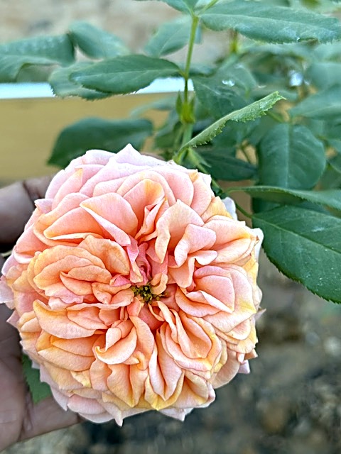 Peach rose