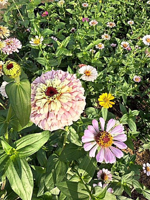 Zinnias at the farm