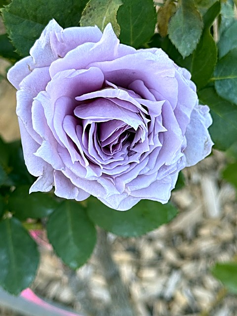 Lavender rose close-up