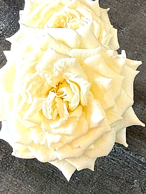 Cream roses close-up